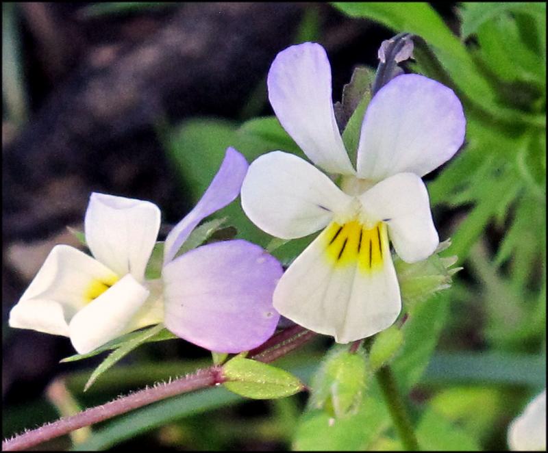 Viola blossom (also known as johnny-jump-up). JACK CLEMONS PHOTO